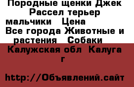 Породные щенки Джек Рассел терьер-мальчики › Цена ­ 40 000 - Все города Животные и растения » Собаки   . Калужская обл.,Калуга г.